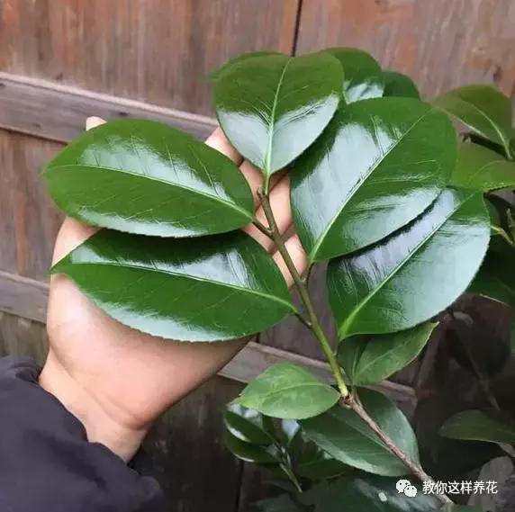 怎样才能让铁树绿油油,老花农养绿萝有秘诀