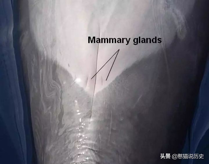 海洋里的哺乳动物是怎么哺乳的,海洋哺乳动物怎么喝水
