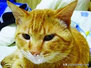 猫突然打了个喷嚏是怎么回事,猫怎么突然打了个喷嚏
