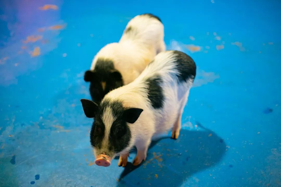 海洋剧场秀、丛林萌宠乐园、风车向阳花，昆明热闹新春，属于它