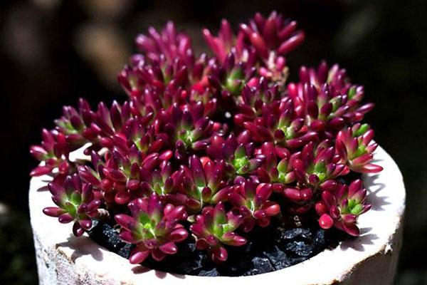 好看好养的种子,好看又好养的品种