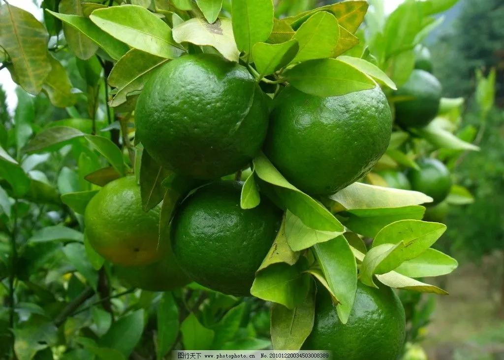 中药青皮图片大全,中药醋青皮的功效