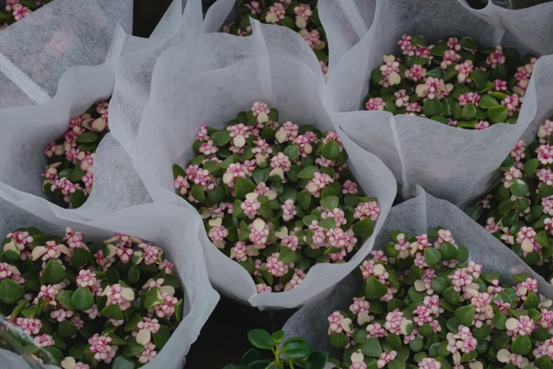 乌鲁木齐花市在哪里光明路附近,乌鲁木齐的花市在哪里