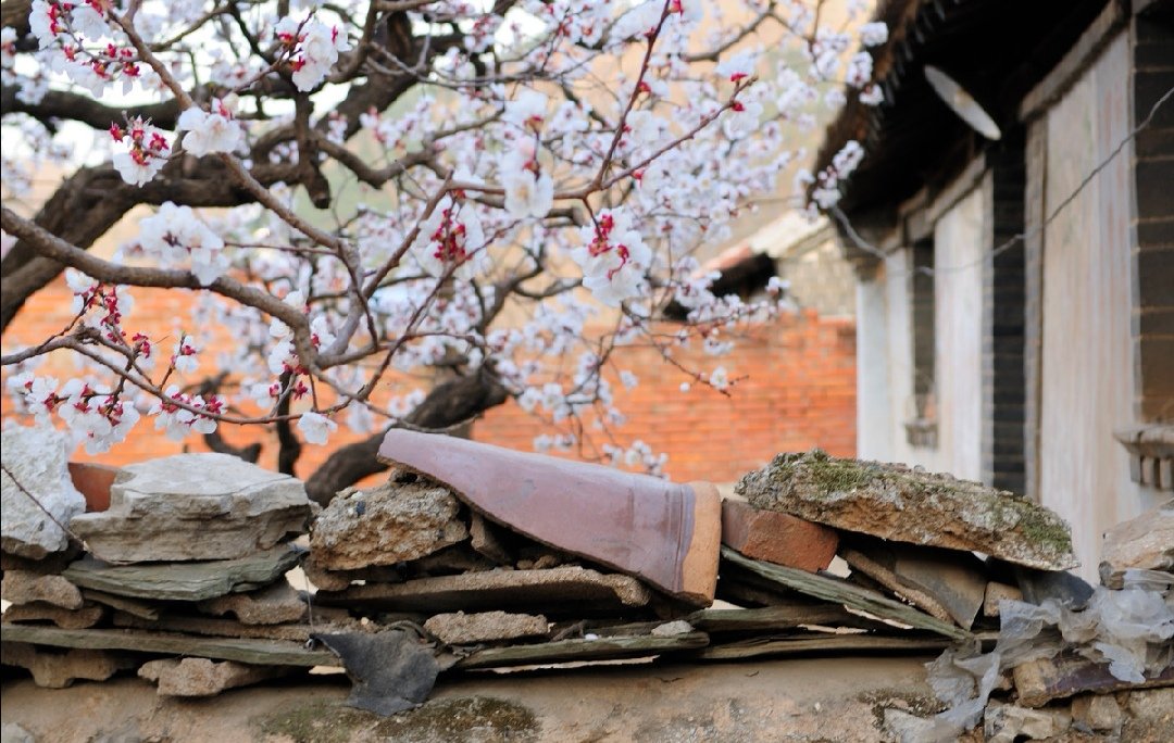 粉墙斜露杏花梢意思,粉墙斜露杏花梢