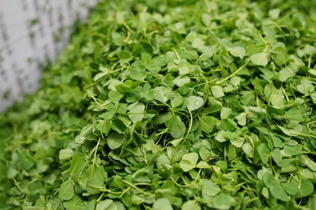 年味｜带上小拖车跟我走！这里买年货实惠好吃