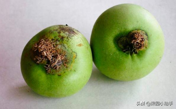 梨树开花时可以打防梨锈病的药吗,为什么梨树喷药了梨锈病更严重