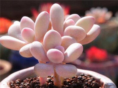 多肉的种植方法技巧,多肉的种植方法步骤简笔画