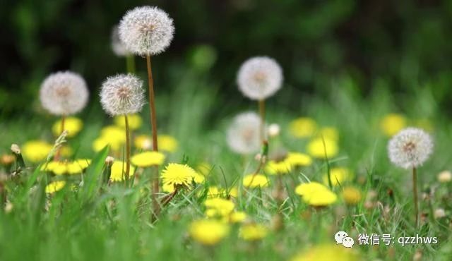 农业果树种植致富项目,致富经种植什么果树最赚钱