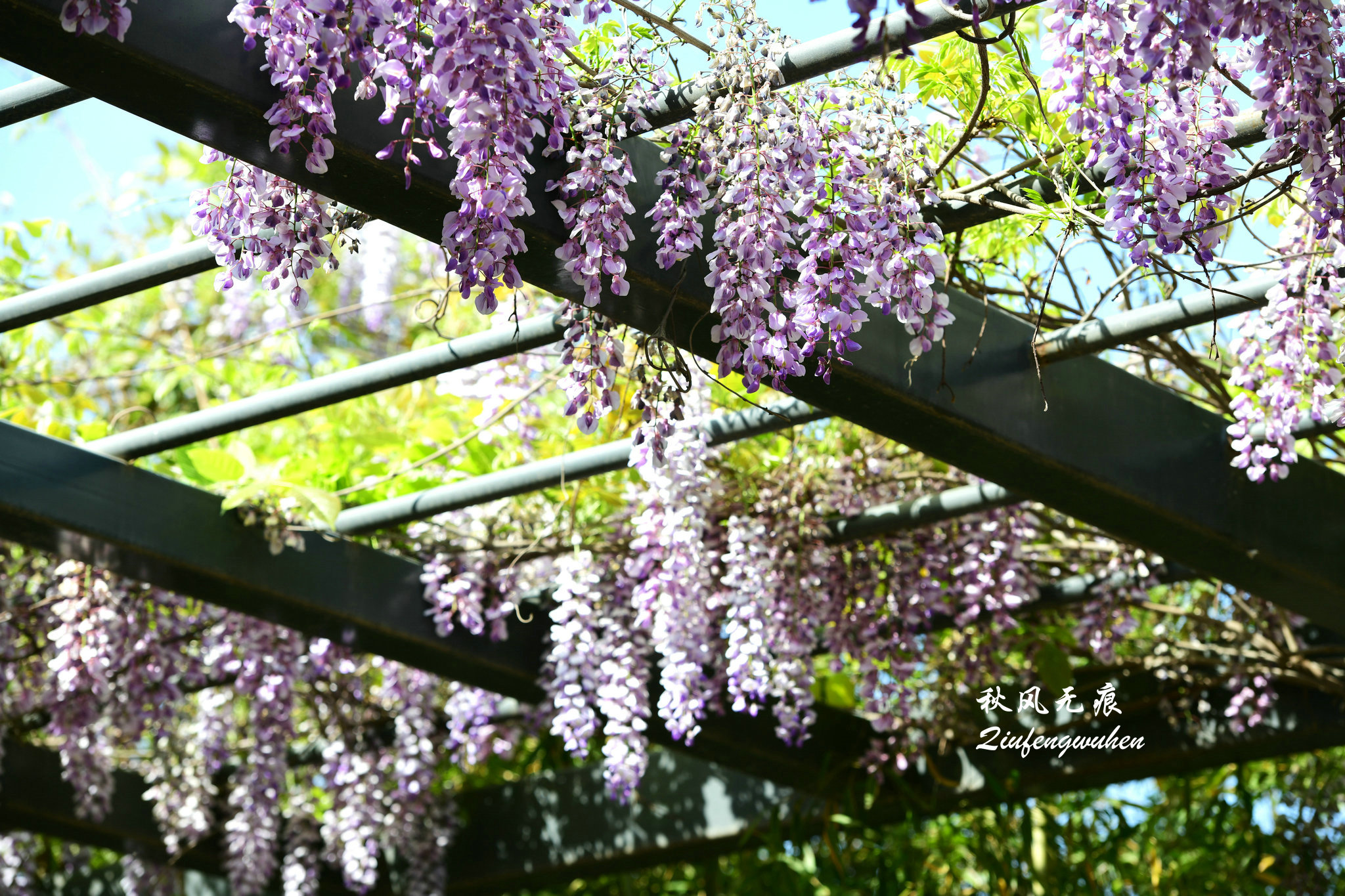 四月的春风西安,四月春风里的樱花