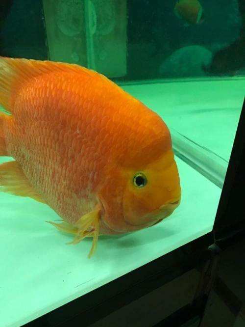 财神鱼如何快速养起头,养财神鱼适合养几条