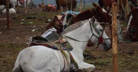 白龙马惨死在哪,白龙马死后尸骨去哪了