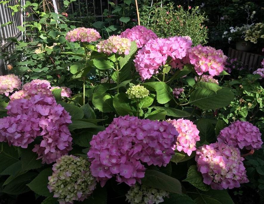 奇葩亲戚总来要花，每次都把开得最好看的花搬走，怎么办？