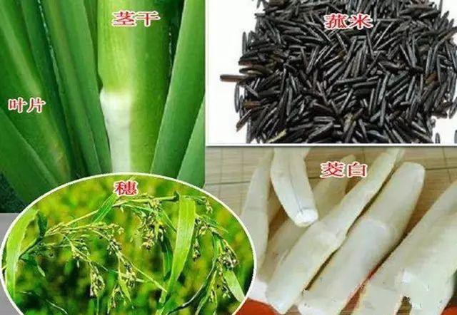 全世界的米,全世界米面