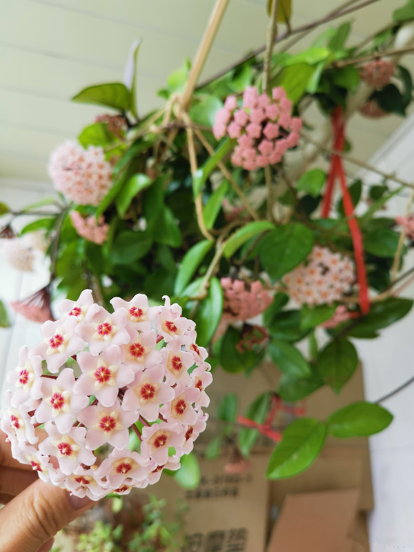 十种养不死有香味的花的室内绿植,四季常开花的室内绿植品种