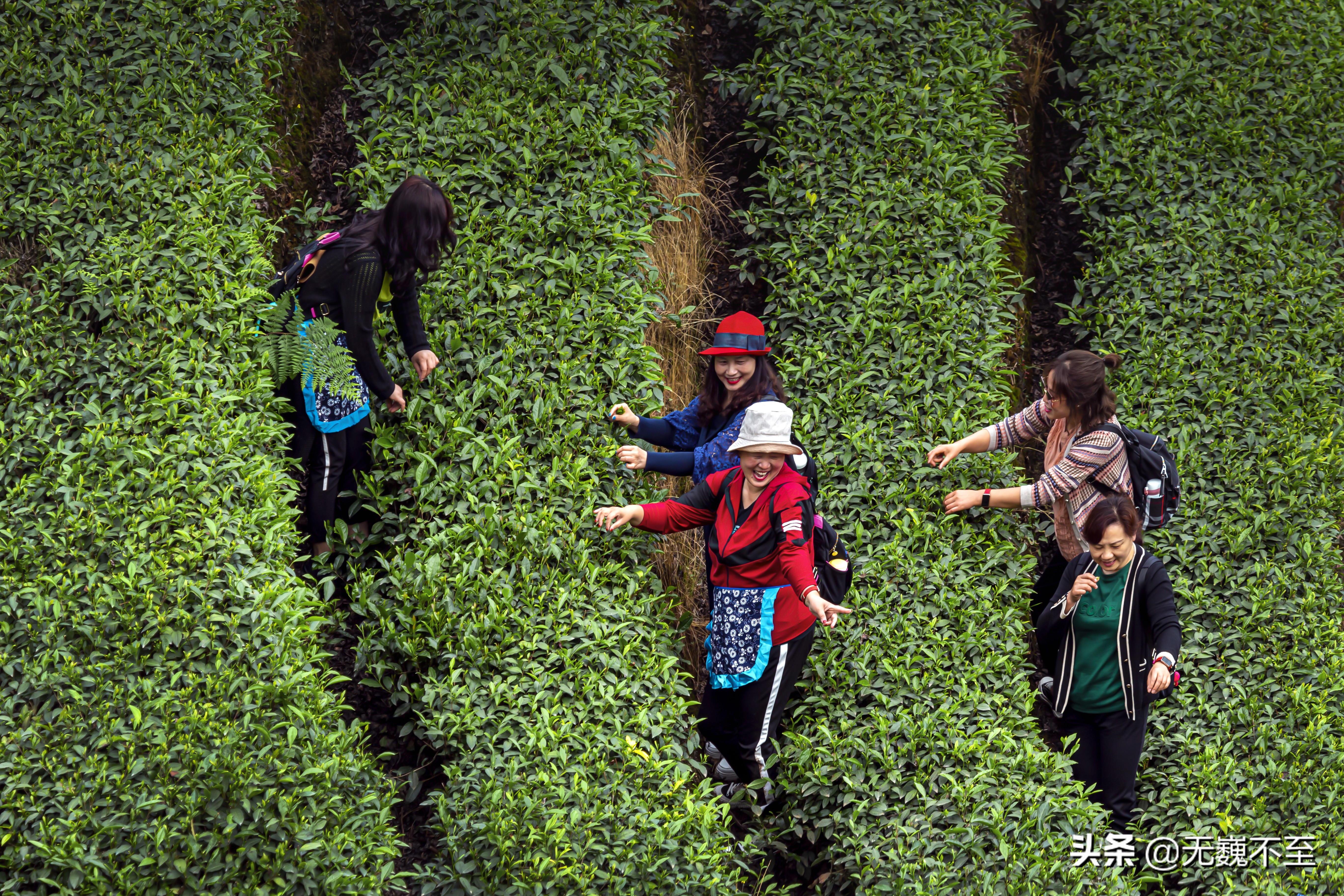 四川雅安牛碾坪万亩观光茶园绿道,雅安旅游景点十大排行榜牛背山