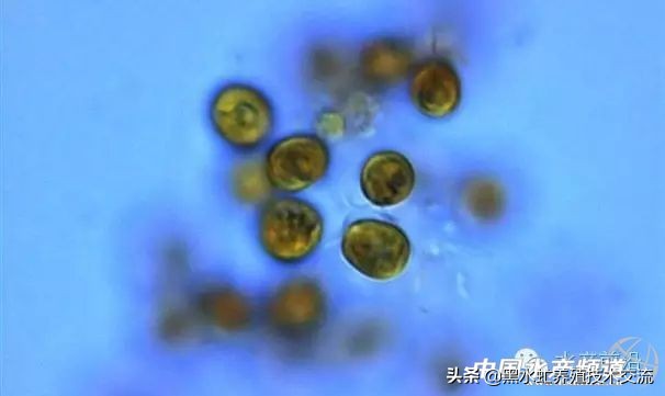 水产藻类大全图片,水产藻类知识大全