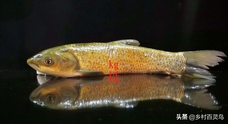 舌尖上的家常菜鱼,舌尖上的味道百吃不腻完整版