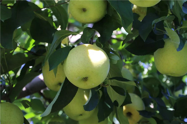 「密云农业」终于等到你，还好没放弃！黄元帅苹果上架开售了