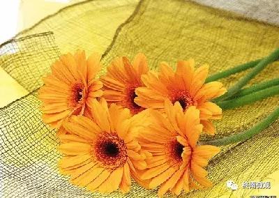 日本国花是什么花啊,全世界各国的国花是什么花