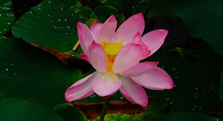 说文解字第346课视频教学,说文解字第262课视频