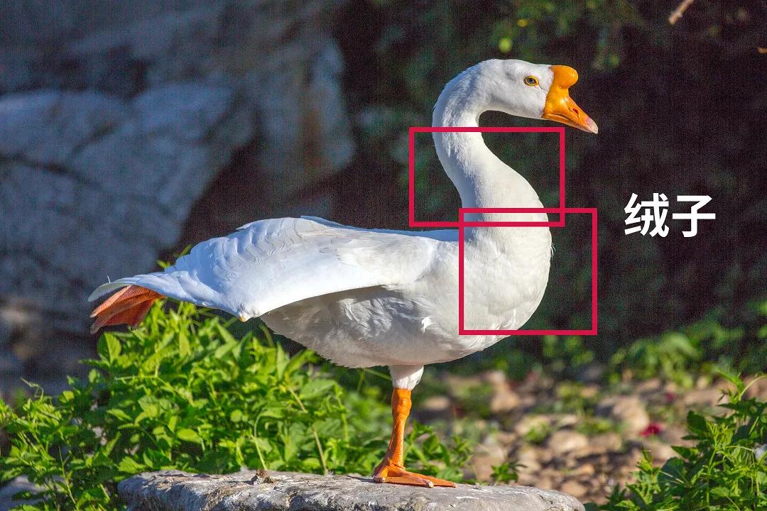 北面羽绒服和加拿大鹅羽绒服区别,北面羽绒服和加拿大鹅哪个好