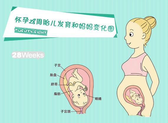 孕妇孕反严重是胎儿发育不稳定么,孕前3个月如何自我判断胎儿正常