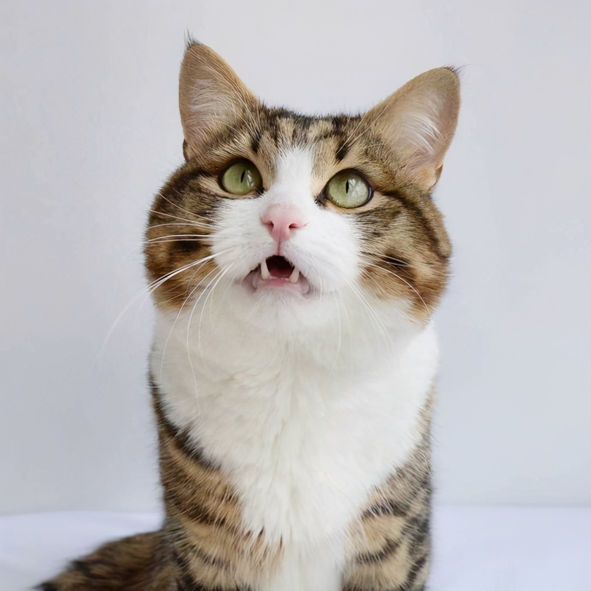 猫真的需要洗澡吗,猫到底需不需要洗澡