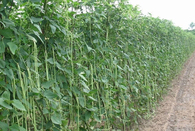 豆角落叶落花还发黄是什么原因,豆角开花少的原因及解决方法