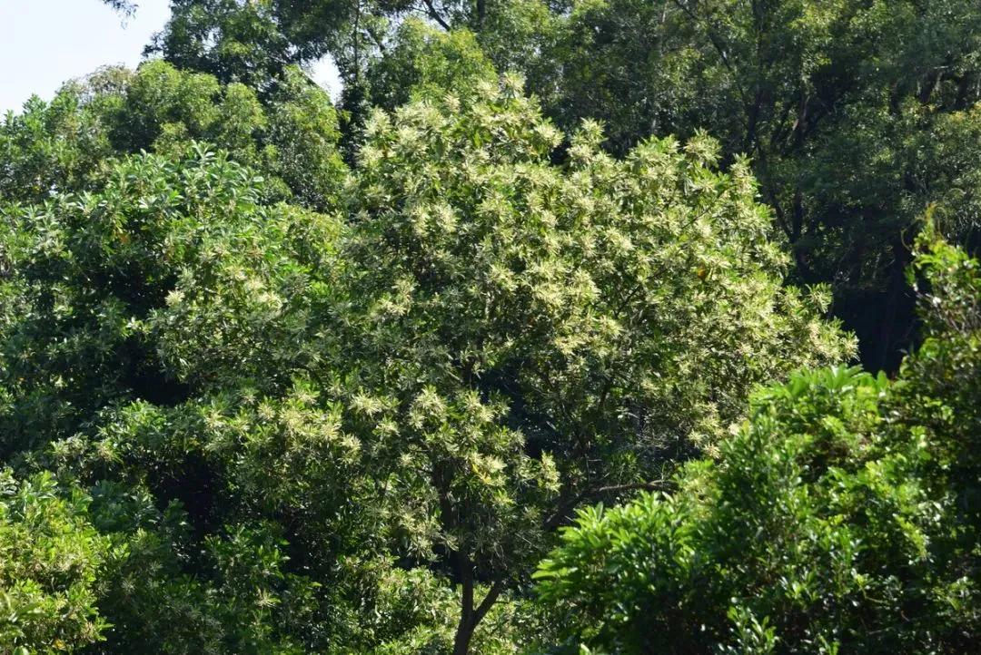 深圳首条手作“原始登山道”,人少好爬景色超美…过年去哪不用愁