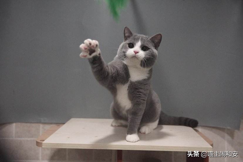 训猫上厕所的正确方法,怎么训猫让猫情绪稳定