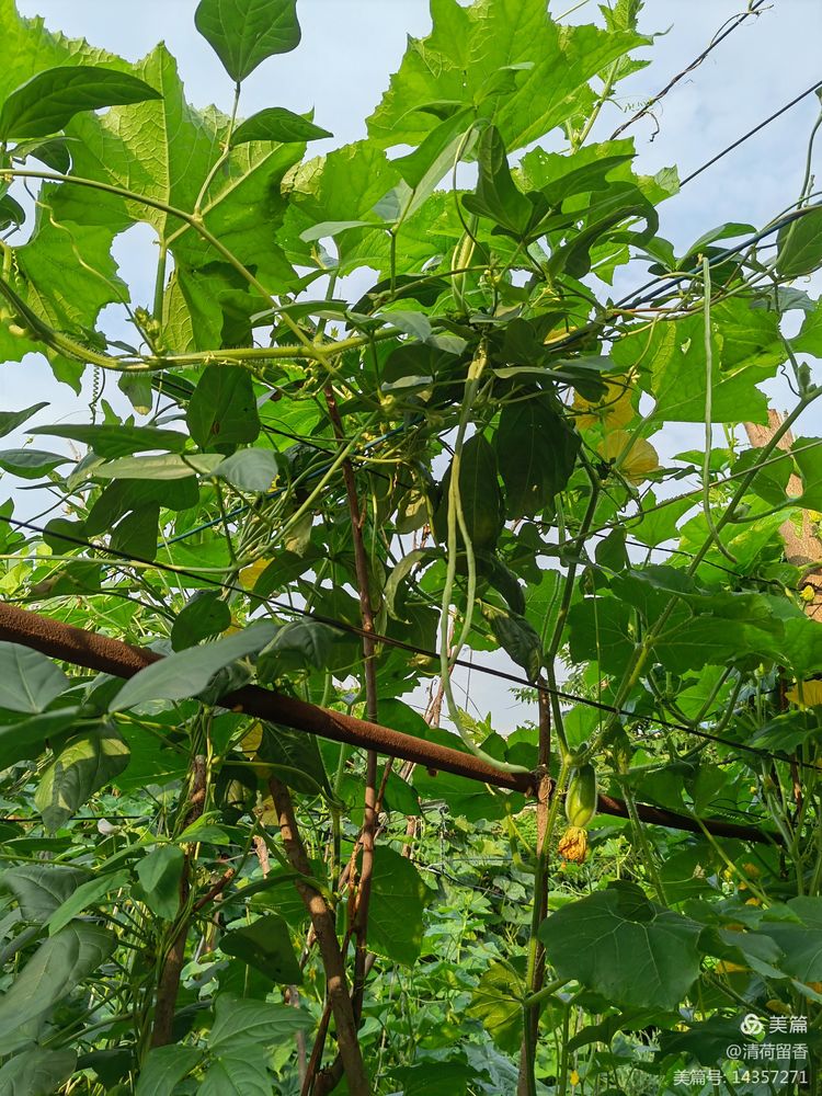 散文：黄黄的瓜花儿