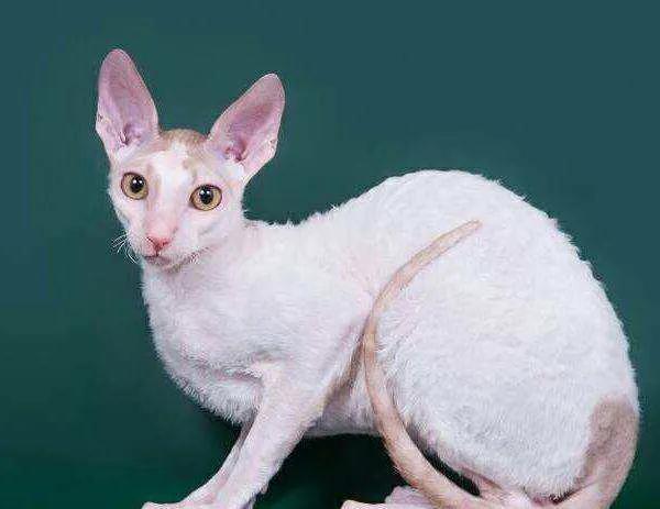 五十种可爱的猫咪,高贵的猫咪