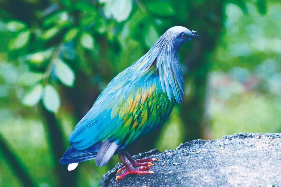 所罗门群岛:太平洋的“宝藏岛国”