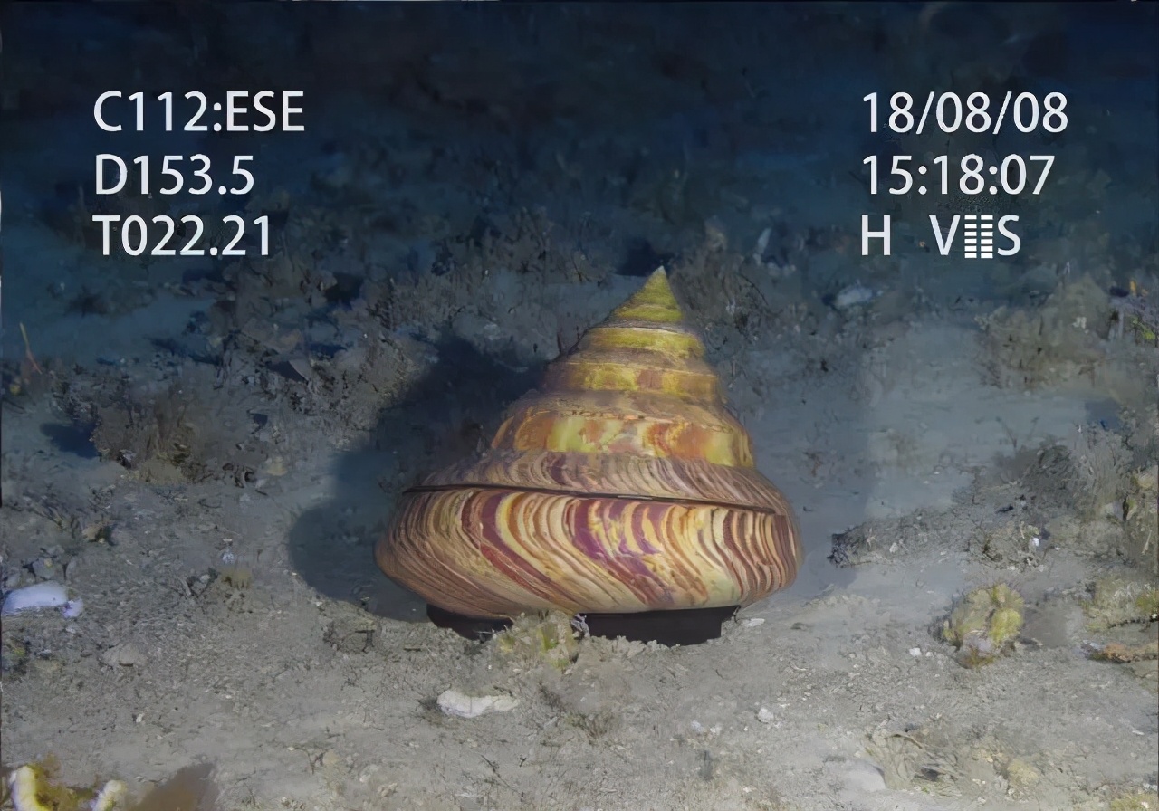 曾经能买一幢楼的钱，被拿去买了一只螺