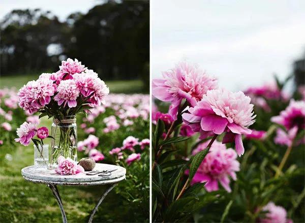 花园设计前沿趋势|14种澳洲庭院花园类型(上篇),全面细致