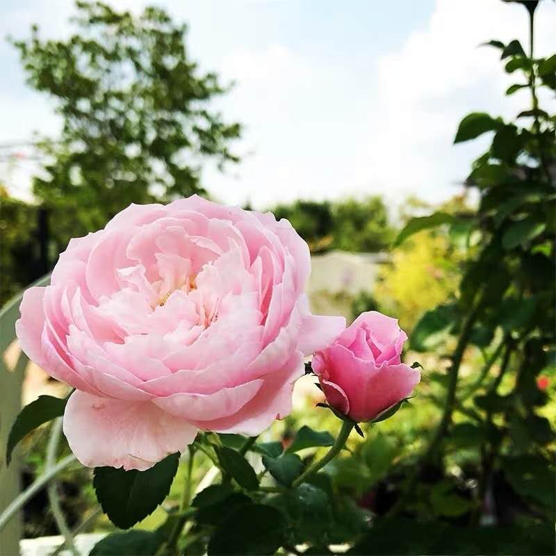 普通话幽默搞笑顺口溜,搞笑顺口溜押韵四川话短句