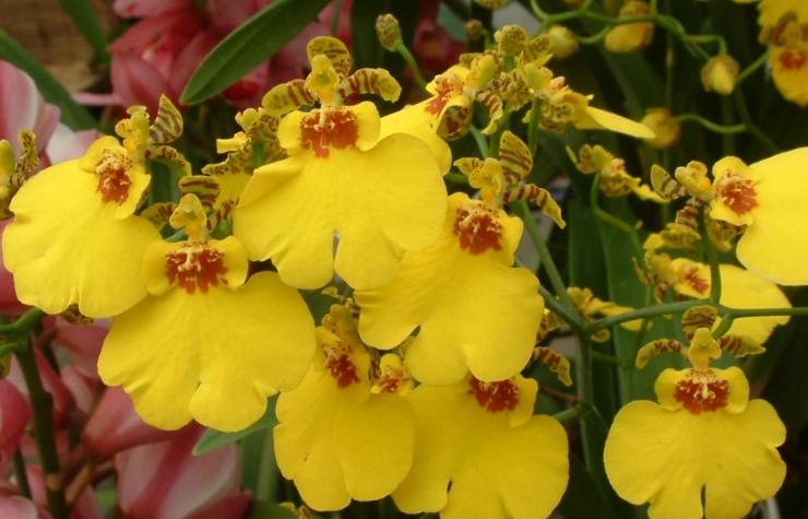 最好的兰花品种图片及名称大全,各种兰花品种详细介绍大全