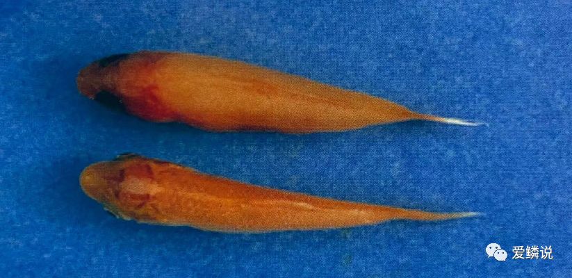 锦鲤浮肿是怎么回事,锦鲤全身浮肿眼睛突出