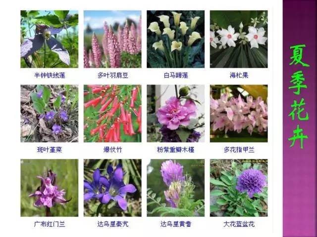 花卉大全500种观叶植物名称,1332种常见花卉植物图谱