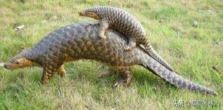 穿山甲为啥成为新冠肺炎宿主,穿山甲是冠状性肺炎的源头吗