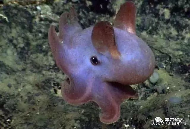 这些动物小时候太可爱简直萌化了,世界十大最受欢迎的动物