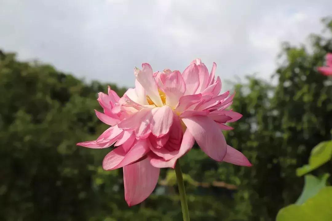 又到一年赏荷季又见荷花,广州莲花山荷花