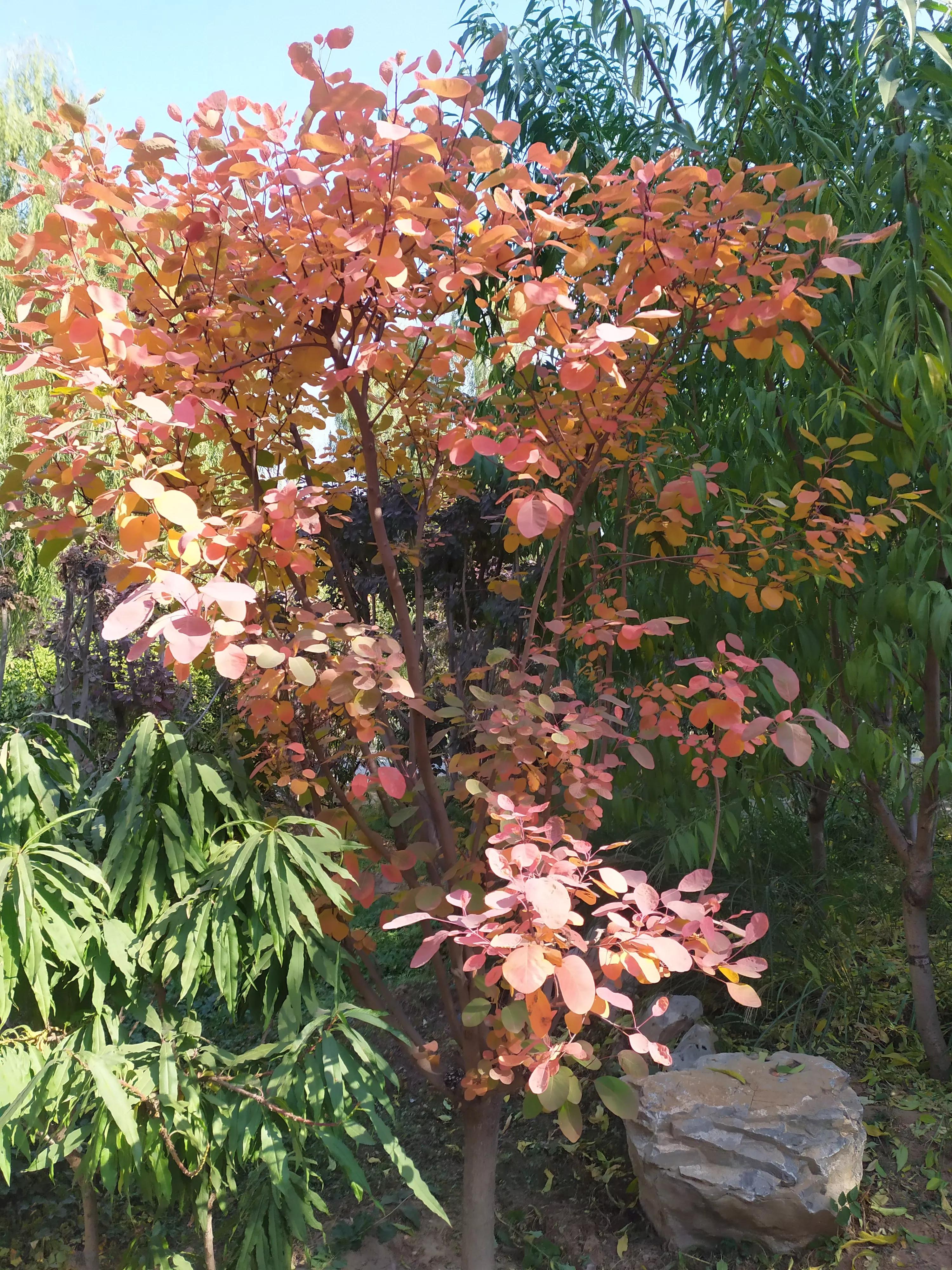 裕西公园秋天的景色,裕西公园的特色