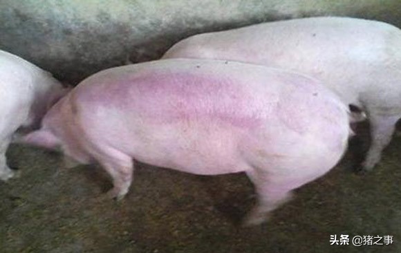 养猪退烧的方法,养猪发烧用什么药能退烧