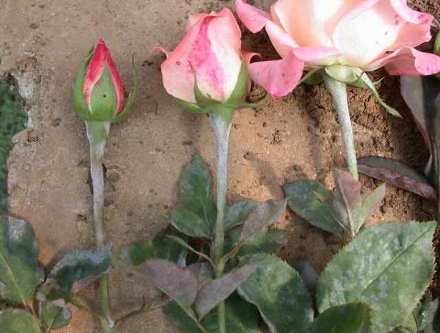 月季花得了黑斑病怎么办,月季花主枝长白粉病如何处理