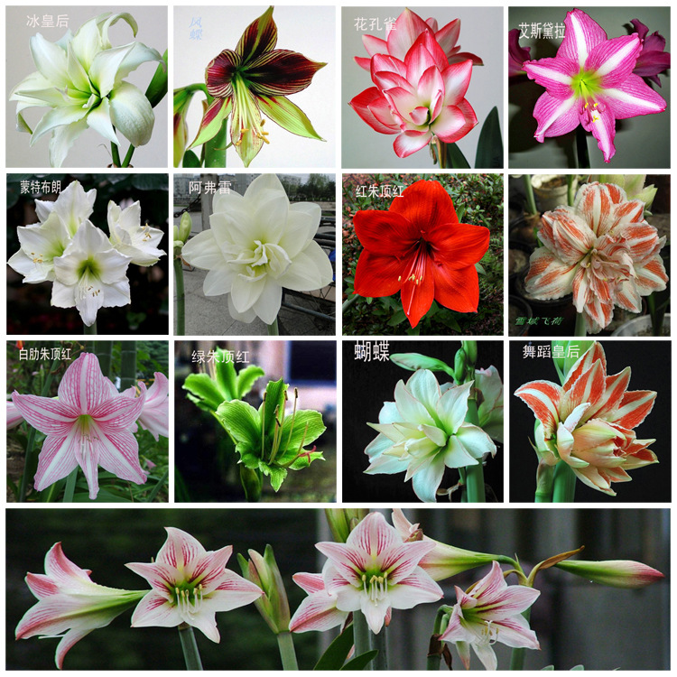 这“38种花”,当你开始收集品种时,你已入坑颇深