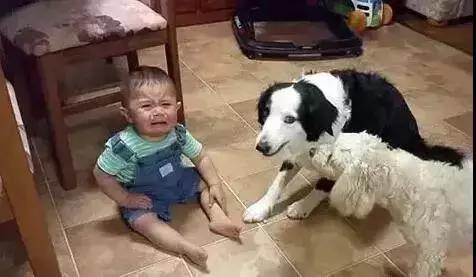 如何判断边境牧羊犬是笨是聪明,边境牧羊犬为什么不会攻击人