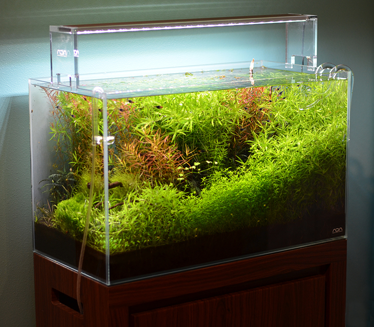 观赏鱼食物中毒怎么办,观赏鱼中毒了