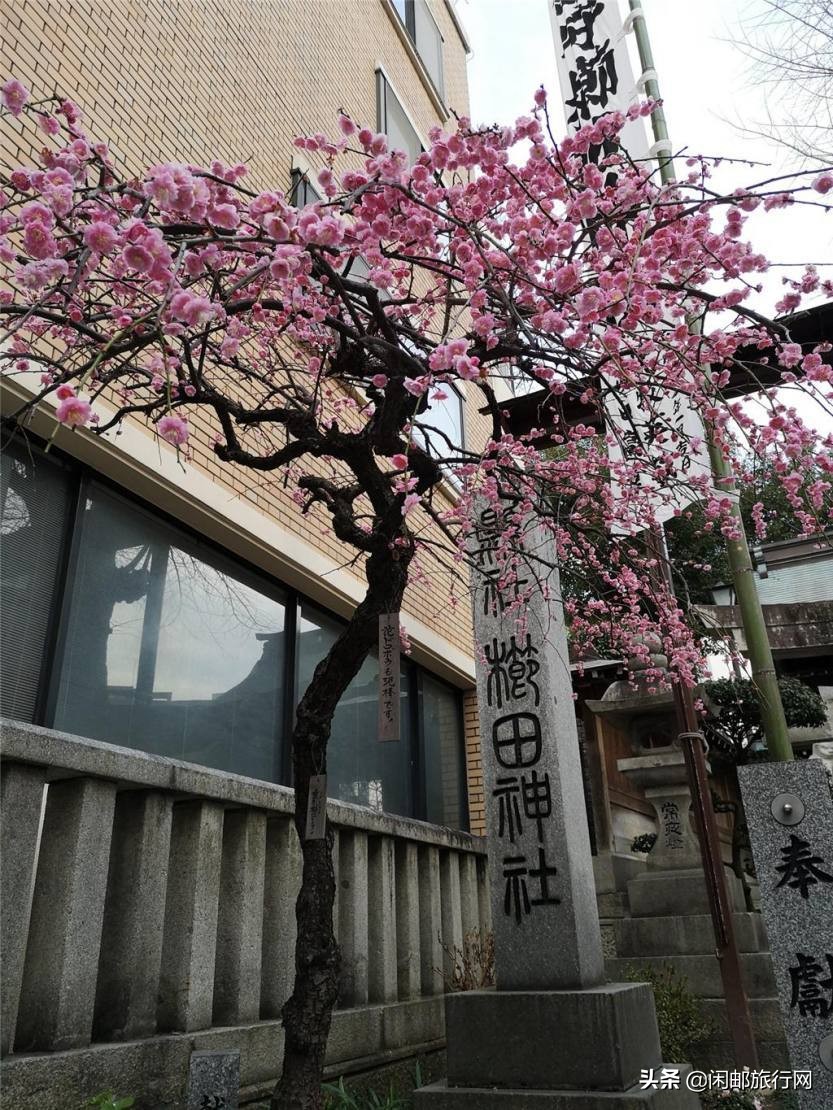 海洋量子号邮轮游记,海洋量子号邮轮冲绳旅游