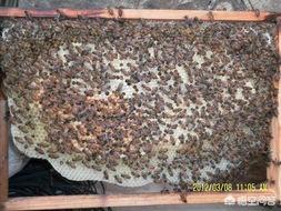 学习治蜂病的方法,别忽略用蜂药的危险性